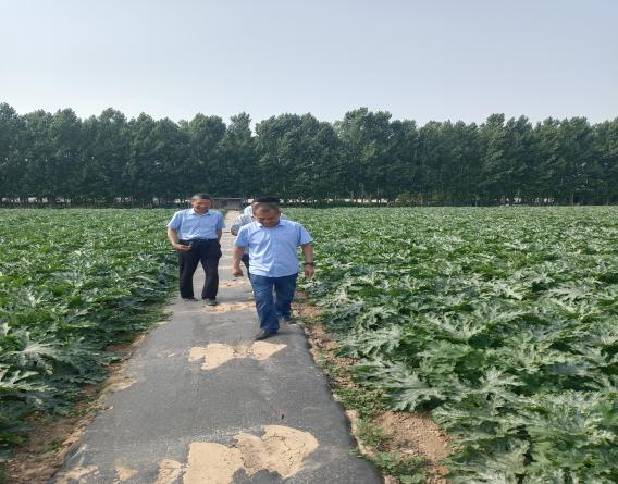 新产品茭瓜得到了客户的认可